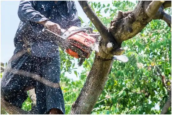 tree services Rafter J Ranch